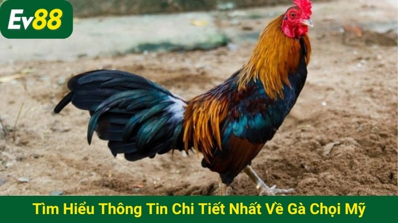 Tìm hiểu thông tin chi tiết nhất về gà chọi Mỹ