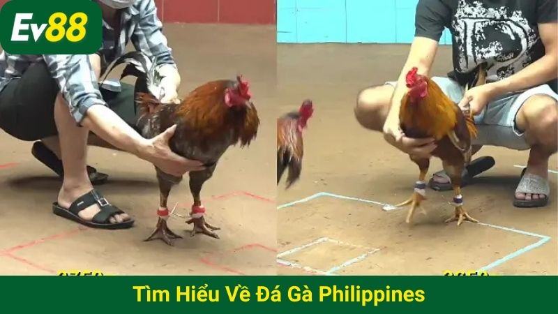 Tìm hiểu về đá gà Philippines