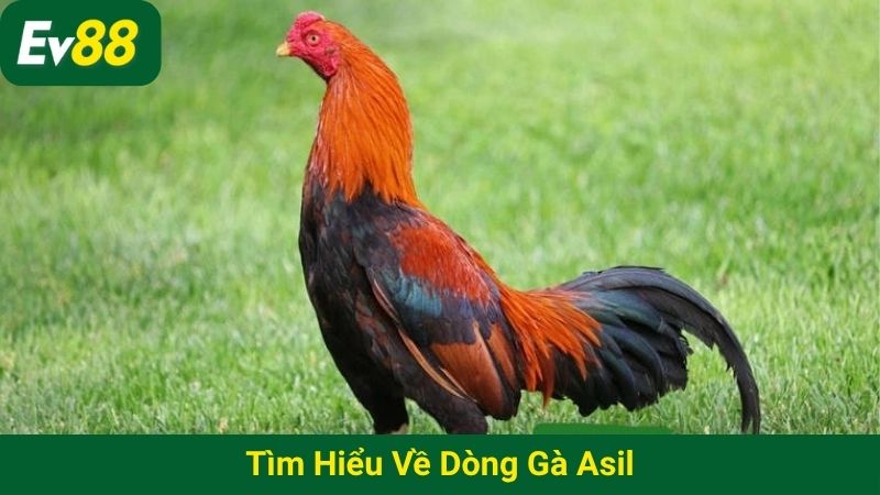 Tìm hiểu về dòng gà Asil