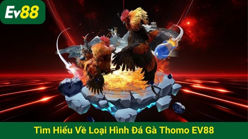 Tìm hiểu về loại hình đá gà Thomo EV88