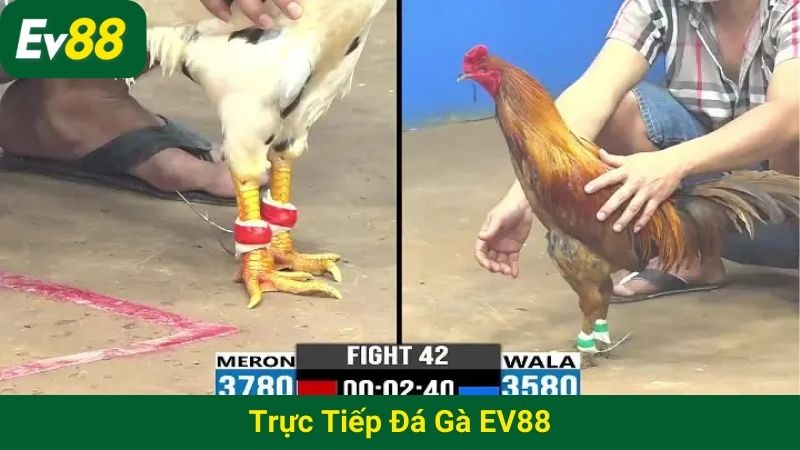 Trực tiếp đá gà EV88